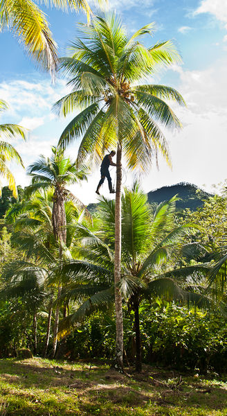 Climbing for Cuban coconuts